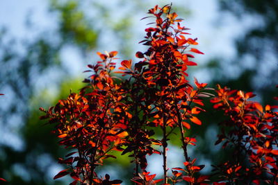 Low angle view of orange flowers on tree during autumn