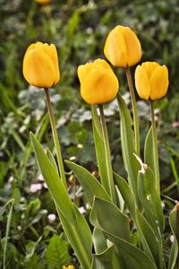 Close-up of yellow flowering plant on field