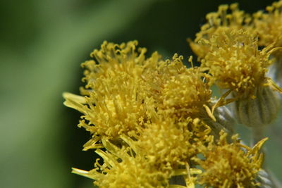 Close-up of yellow flowering plant