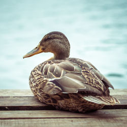 Close-up of duck swimming in lake