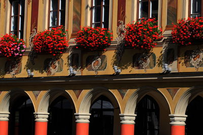 Close-up of red flowers in row