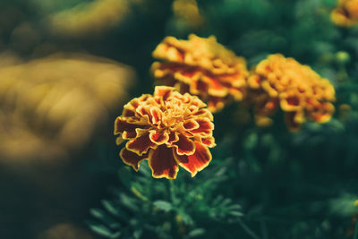 Close-up of marigold flower