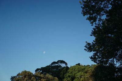 Low angle view of trees against clear blue sky