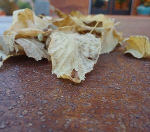 Close-up of dry leaf on table