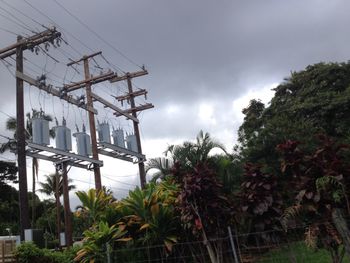 Low angle view of palm trees and plants against sky