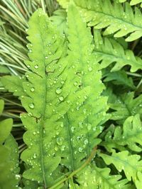 Close-up of wet leaves on rainy day