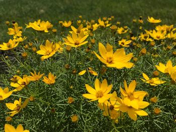 High angle view of yellow flowering plants on field