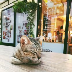 View of sleeping cat in front of restaurant