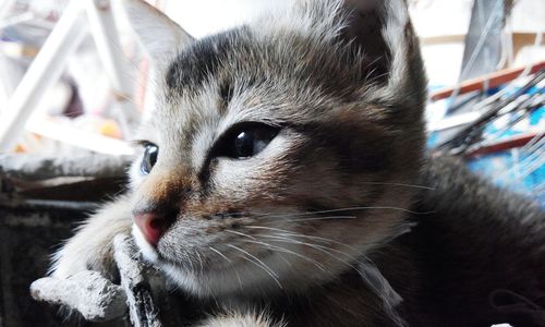 Close-up portrait of cat