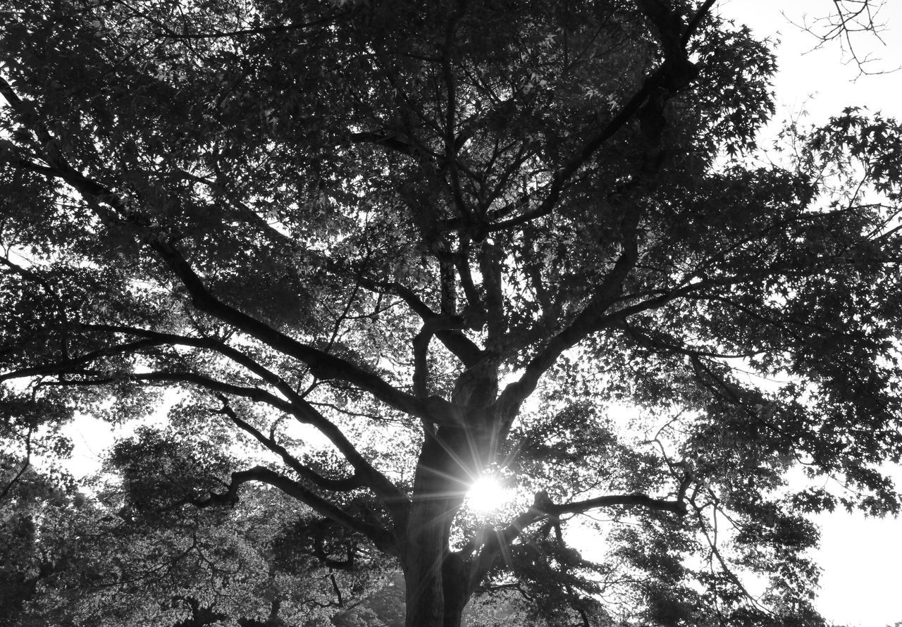 LOW ANGLE VIEW OF TREE AGAINST SUN