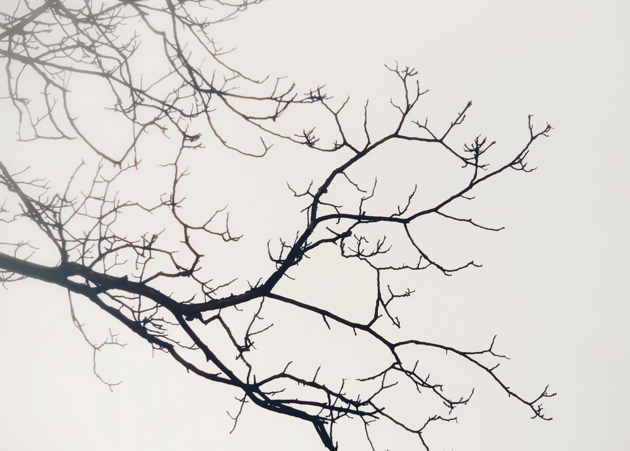 LOW ANGLE VIEW OF SILHOUETTE BARE TREE AGAINST SKY