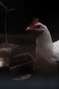 animal