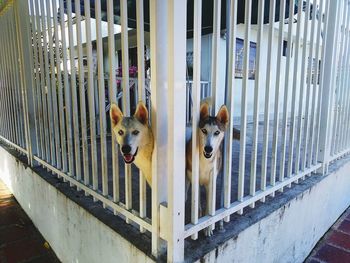 Portrait of dog standing by railing