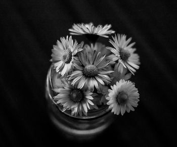Close-up of daisy flowers against black background