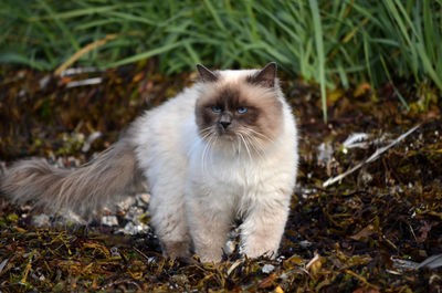 Close-up portrait of a cat