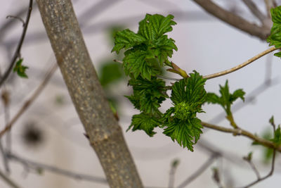 Close-up of plant growing on branch