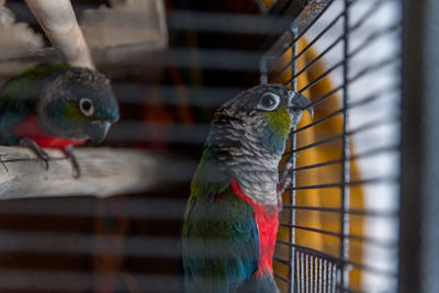 Close-up of parrot in cage