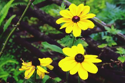 Close-up of yellow flowers blooming in garden