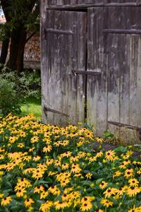 Close-up of yellow flowers blooming on field