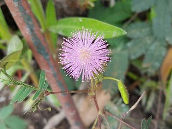 Close-up of flowers