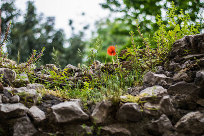 Close-up of red flowering plants on rocks