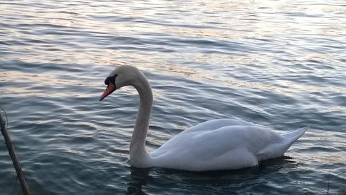 White swan in water