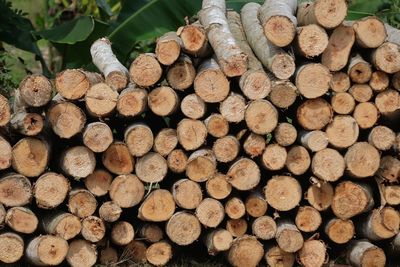 Stack of logs in forest