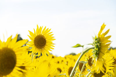 Close-up of sunflower on field against sky