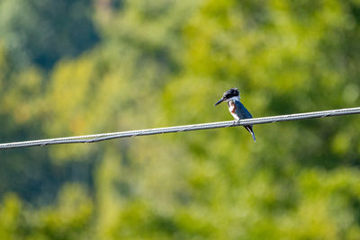 Low angle view of bird perching on cable