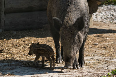 Feeding wild sow with piglet