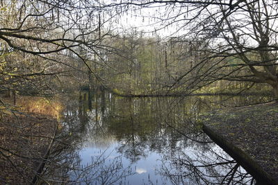 Bare trees by lake in forest against sky