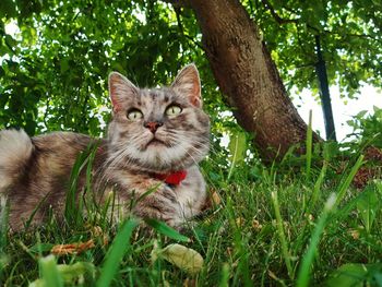 Portrait of a cat on grass