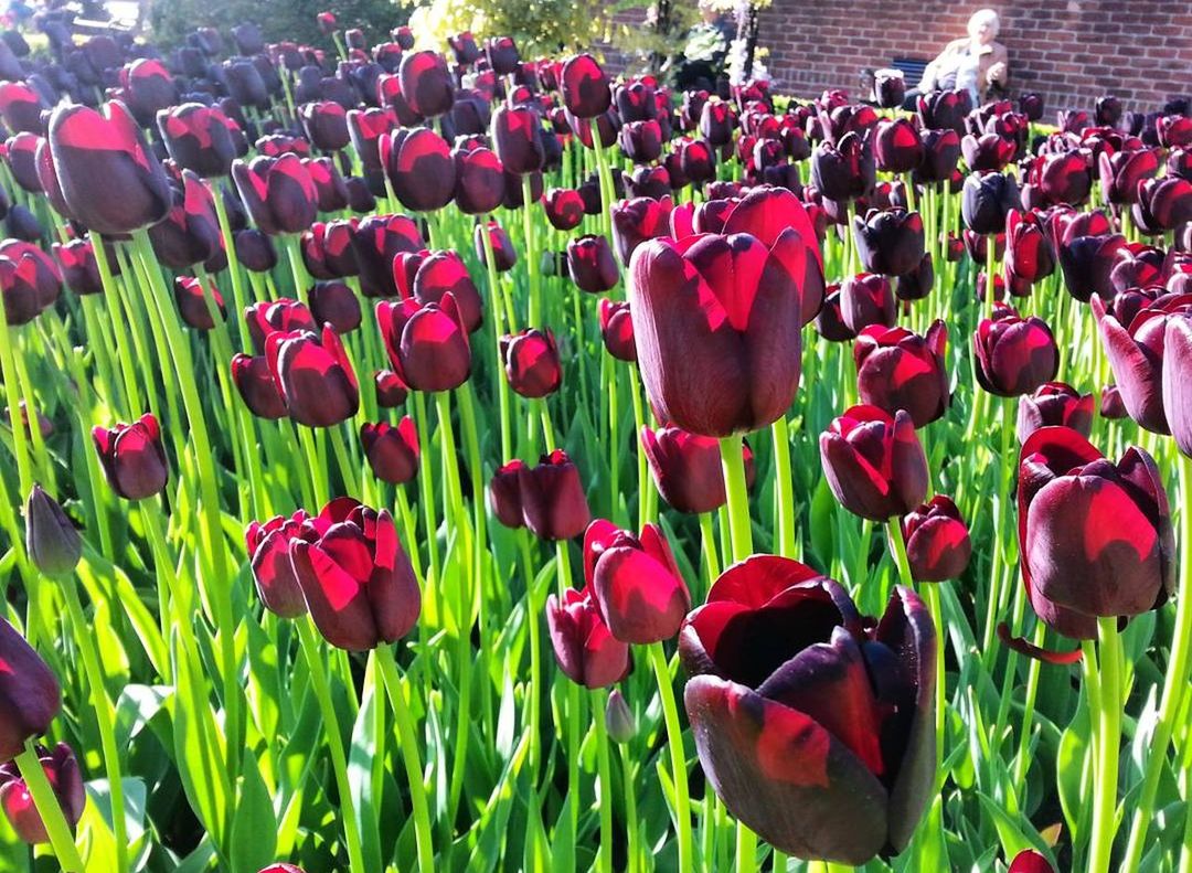 CLOSE-UP OF POPPY FLOWERS BLOOMING IN FIELD