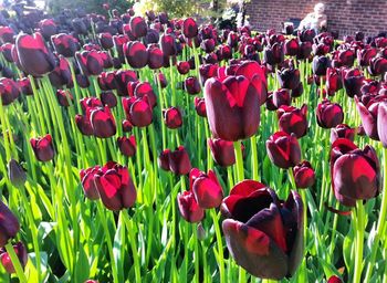 Close-up of poppies blooming on field