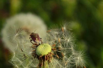 Close-up of dandelion on cactus