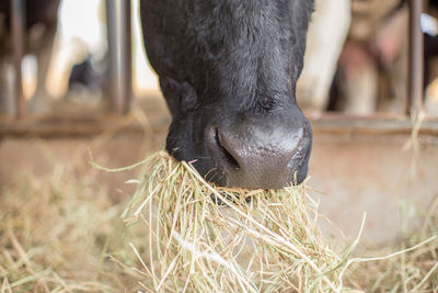 Close-up of a horse