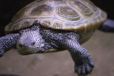 Close-up of a turtle