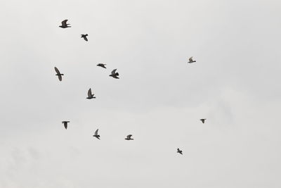 Low angle view of birds flying in the sky