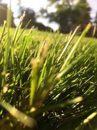 Close-up of wheat growing on field