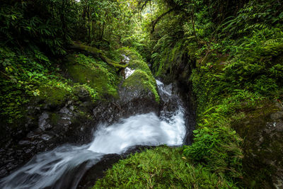 Beautiful view of waterfall in forest