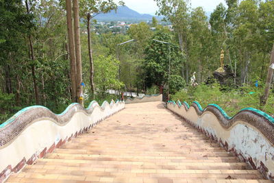 View of footpath amidst trees in forest