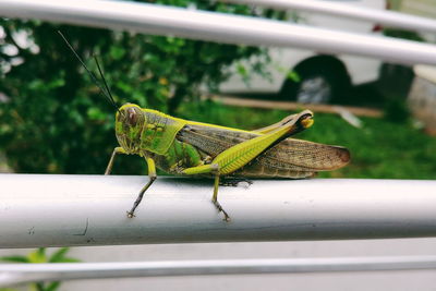 Close-up side view of insect on leaf