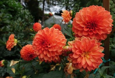 Close-up of orange flowers blooming outdoors