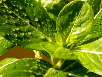 Close-up of wet plant leaves during rainy season