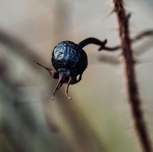 Close-up of insect on twig