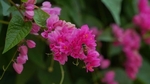 Close-up of pink flowering plant