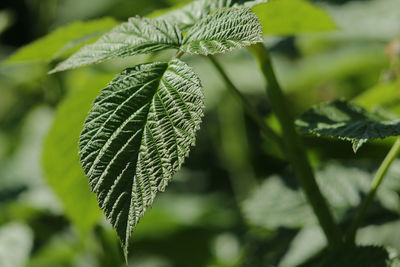 Close-up of fresh green leaves