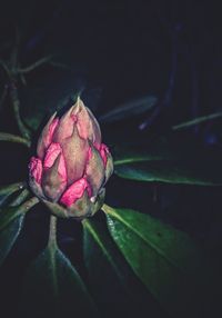 Close-up of pink rose bud