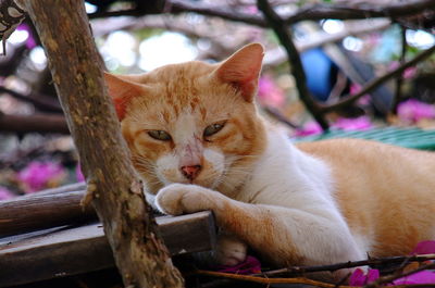 Close-up of a cat resting