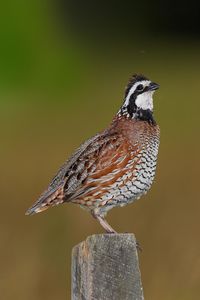 Close-up of northern bobwhite perching on wooden post
